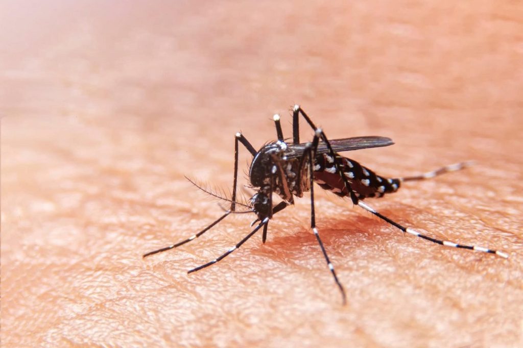El mosquito transmisor del Dengue