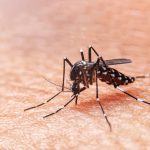 El mosquito transmisor del Dengue