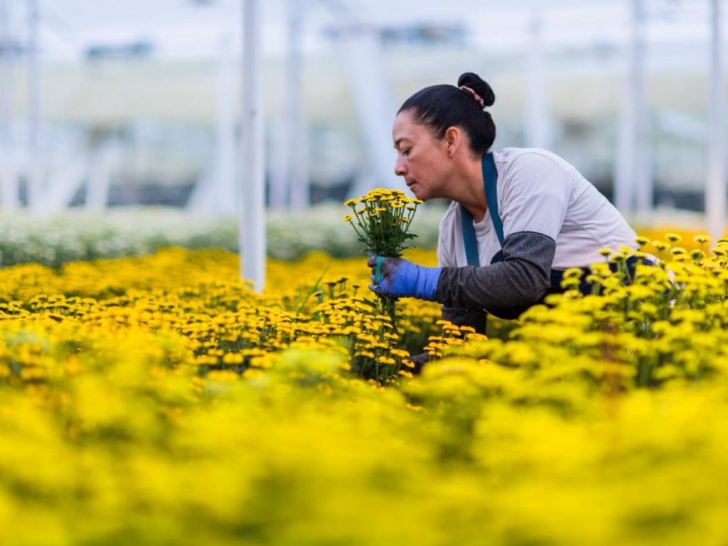 Flores colombianas: 61.000 toneladas de tallos serán exportadas para celebrar Día de la Madre