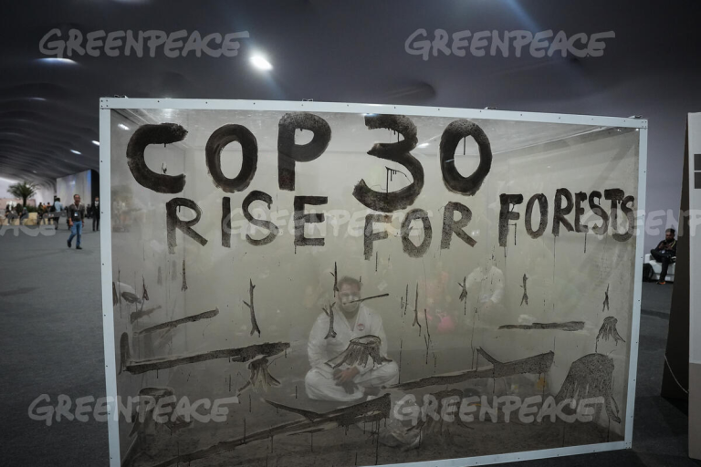 Greenpeace advierte que el tiempo se acaba para proteger los bosques