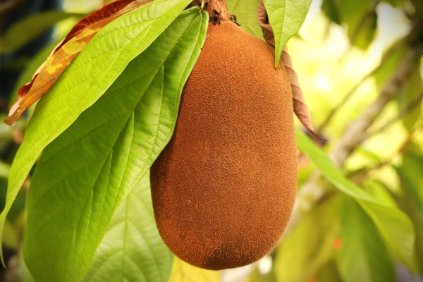 Guaviare, pionero en bioeconomía con meta de deforestación cero a 2036
