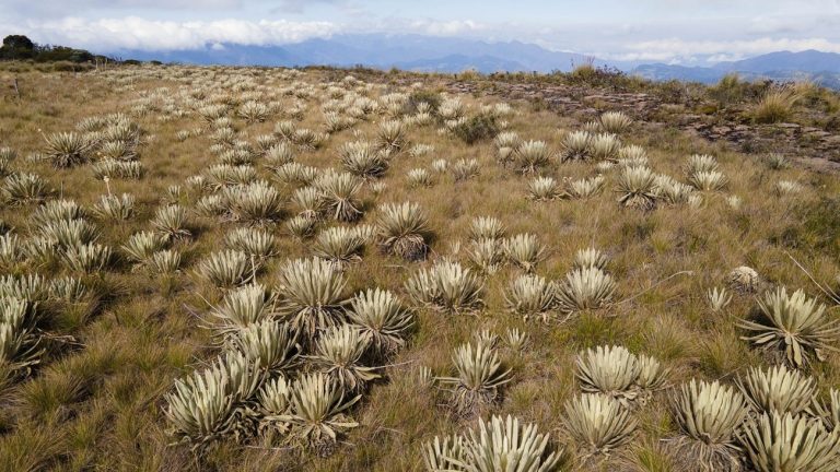 Itaú Colombia y WWF Colombia lanzan la segunda fase de “Páramos para el Futuro”