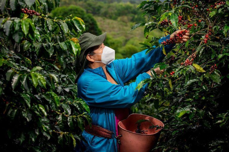 La Cuna del Café 2026 presenta su nueva marca con proyección internacional