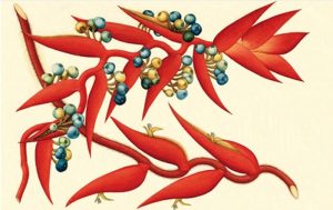 La Expedición Botánica: una empresa titánica