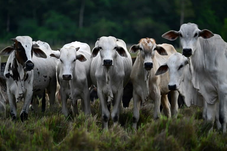 La Omsa declara a Brasil libre de fiebre aftosa sin vacunación