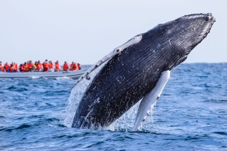 La temporada de ballenas dinamiza el turismo de naturaleza en el Pacífico colombiano