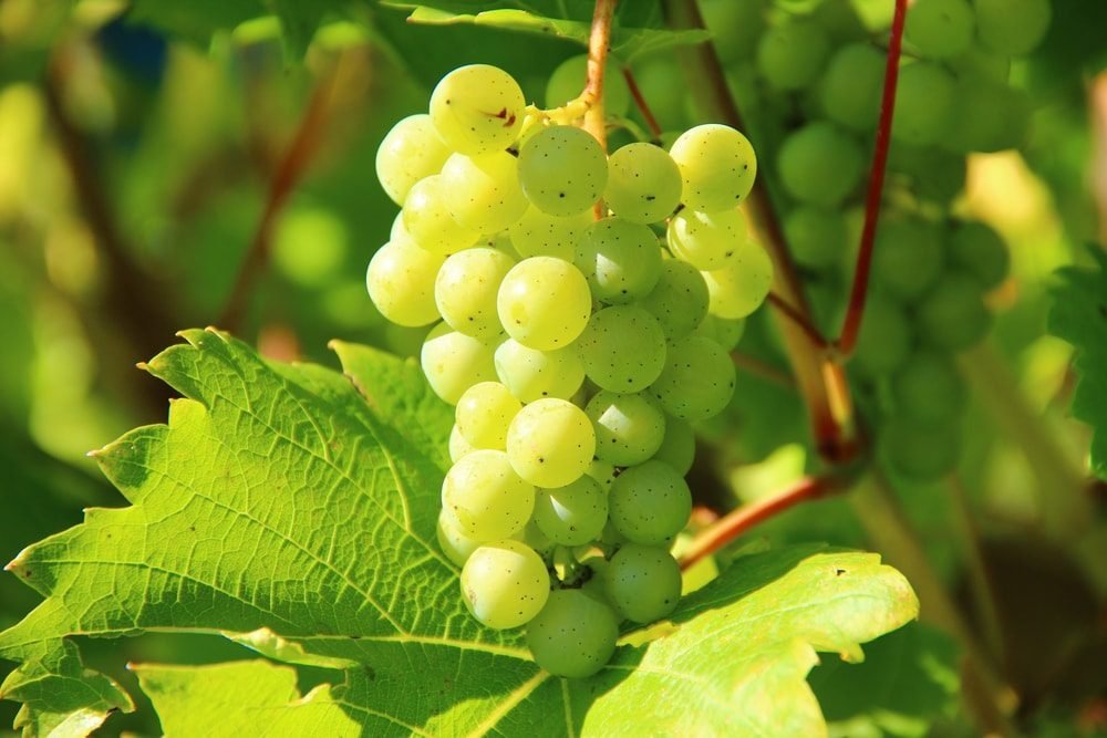 ¡Las uvas están verdes!
