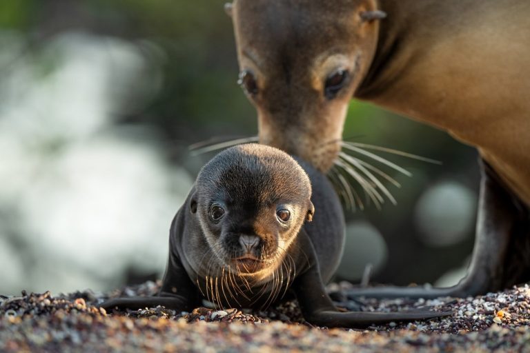 Leones Marinos de las Galápagos y el Día de la Tierra, otro divertido viaje ecológico