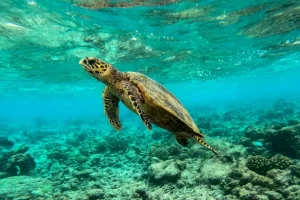 Los arrecifes coralinos del mundo traspasan el límite de supervivencia