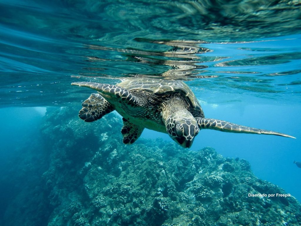 Los océanos producen más de la mitad del oxígeno que respiramos