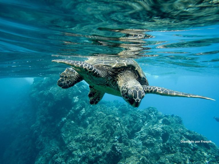 Los océanos producen más de la mitad del oxígeno que respiramos