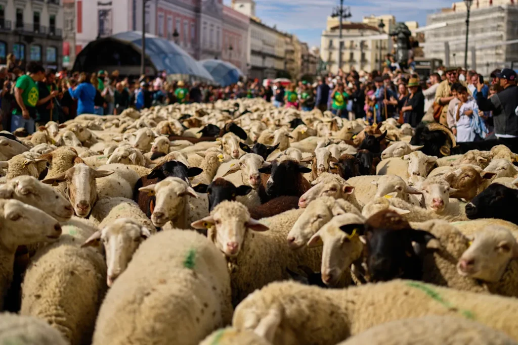 Madrid se llena de ovejas y cabras en un festival que celebra el patrimonio rural