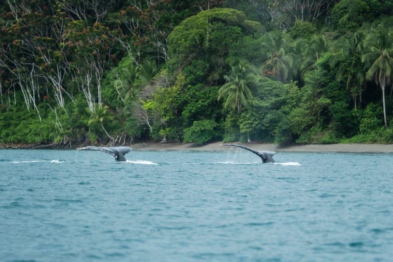 Maravillas naturales guían planes del 60% de los viajeros este año