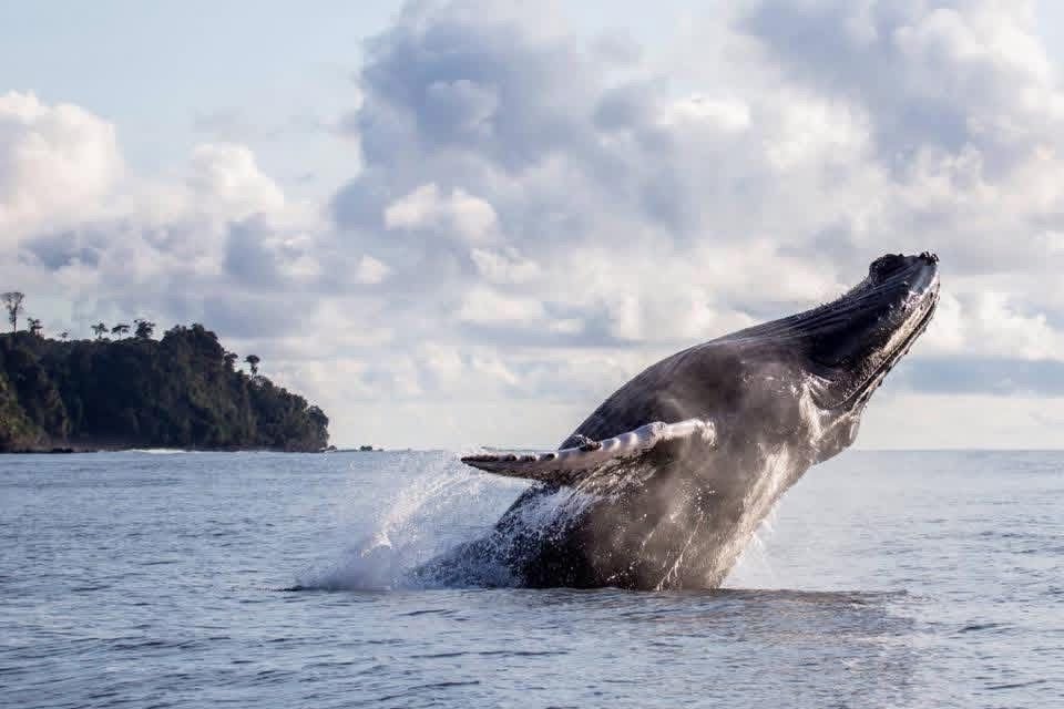 Más de 8 mil ballenas llegarán al Pacífico colombiano