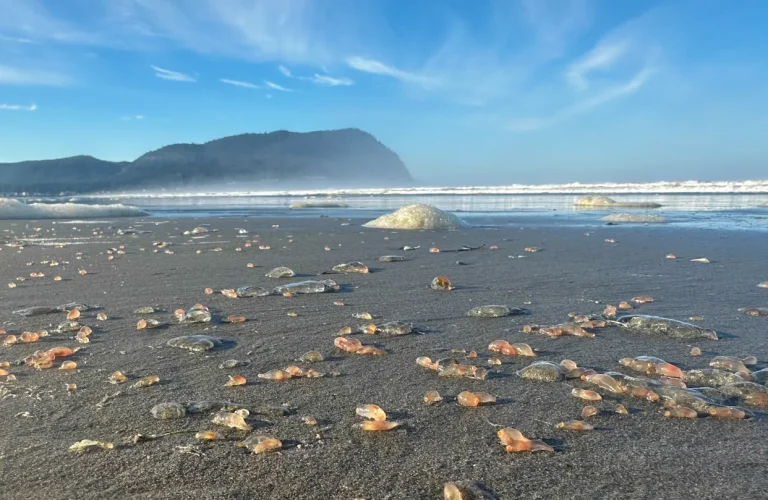 Miles de pepinos de mar llegan a la costa de un pueblo de Oregon
