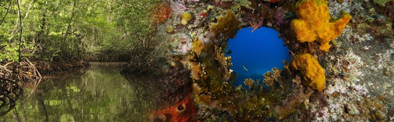 Pacífico y Caribe, dos territorios clave de las expediciones científicas que lidera la Comisión Colombiana del Océano