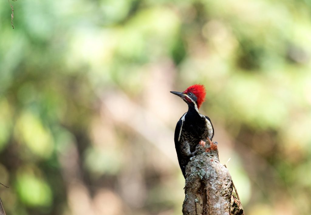 Parque Ecológico Providencia: refugio natural para conservar y disfrutar el Valle del Cauca