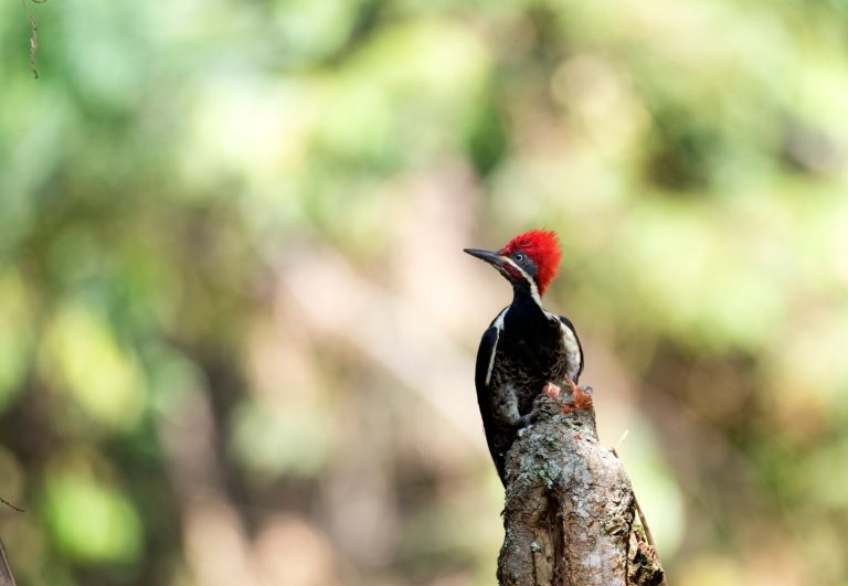 Parque Ecológico Providencia: refugio natural para conservar y disfrutar el Valle del Cauca
