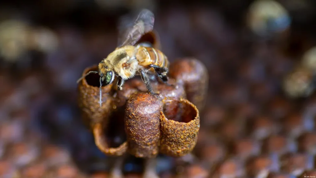 ¿Pueden los insectos tener derechos? Perú abre el camino con las abejas sin aguijón en la Amazonía