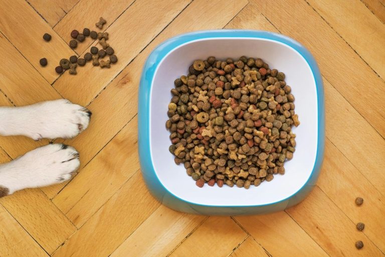 ¿Qué debe tener el alimento de su mascota? Cuatro claves para su salud
