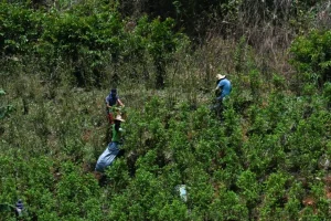 ¿Qué pasa con la droga en Colombia ante la ofensiva antinarco de EEUU?