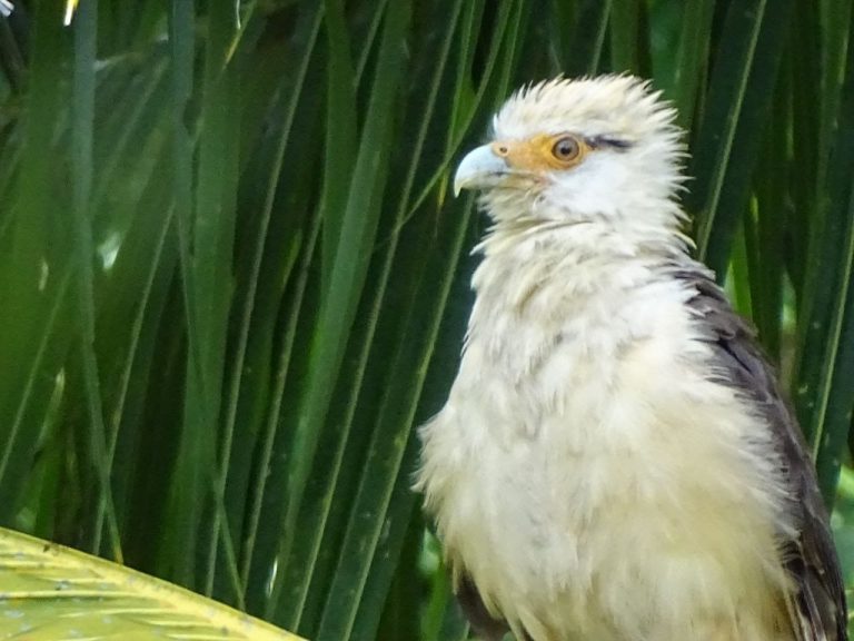 Seguimos de primeros en el Global Big Day: el aviturismo va por las nubes