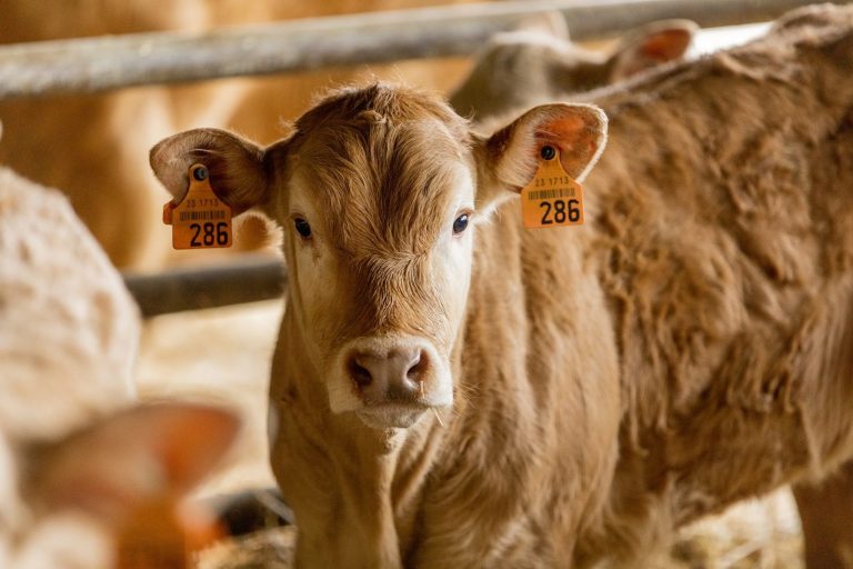 Semana Mundial de la Leche: los beneficios de la leche en tu vida diaria