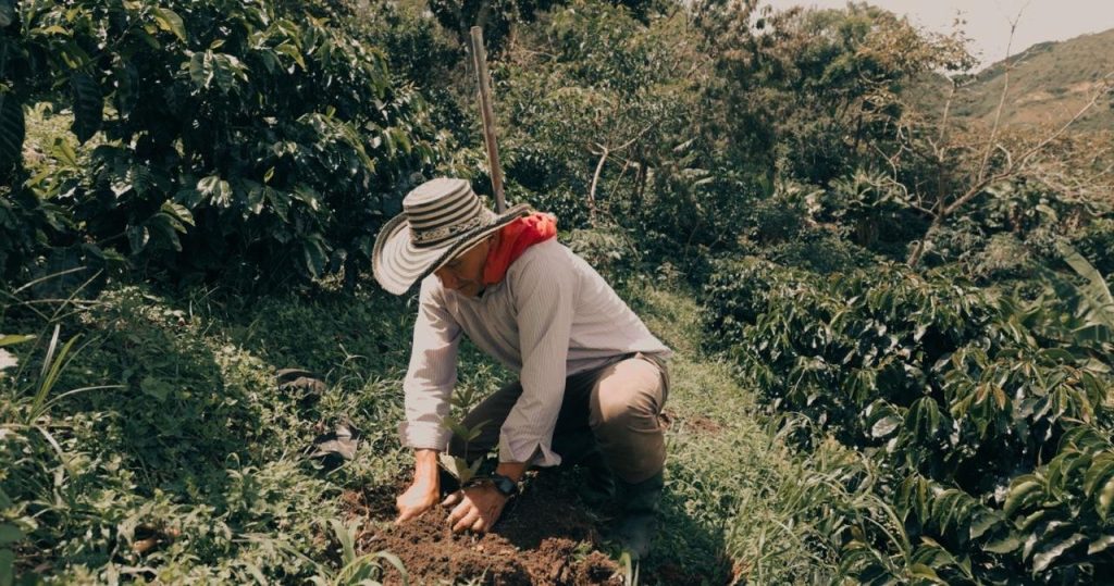 Starbucks entrega 5.000 árboles nativos a caficultores del Huila