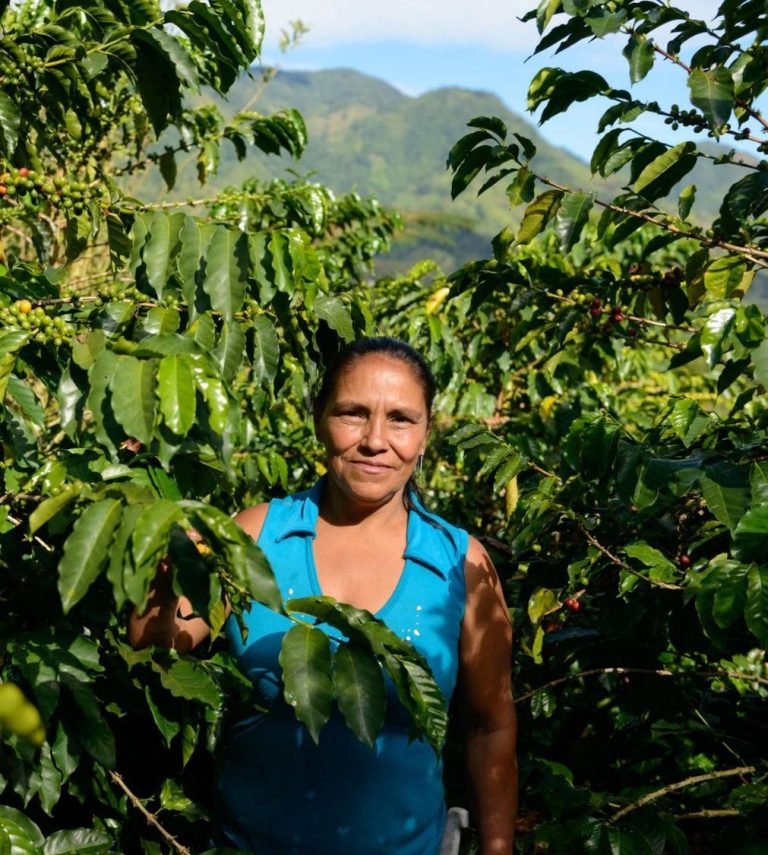 Starbucks trae sus bebidas de temporada y lanza un café cultivado por mujeres