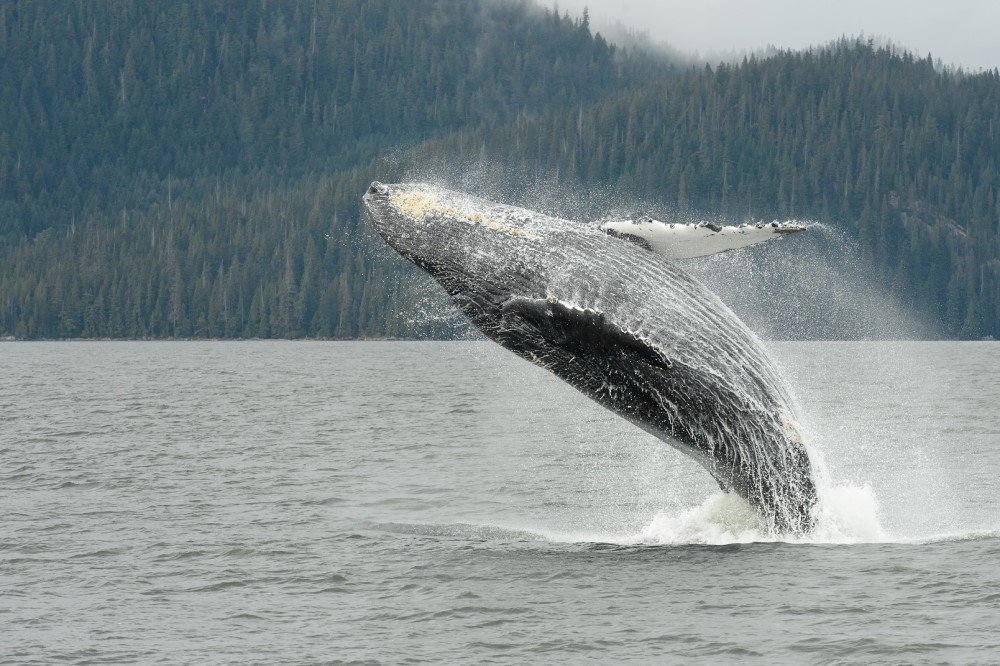 Temporada de ballenas: dónde verlas antes de que regresen al sur