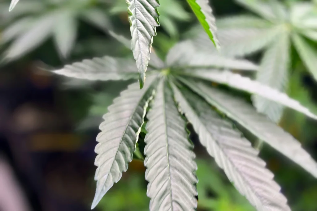 Trump firma orden ejecutiva para reclasificar la marihuana como una droga menos peligrosa