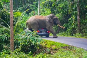 Un elefante mata a un turista en un parque nacional de Tailandia
