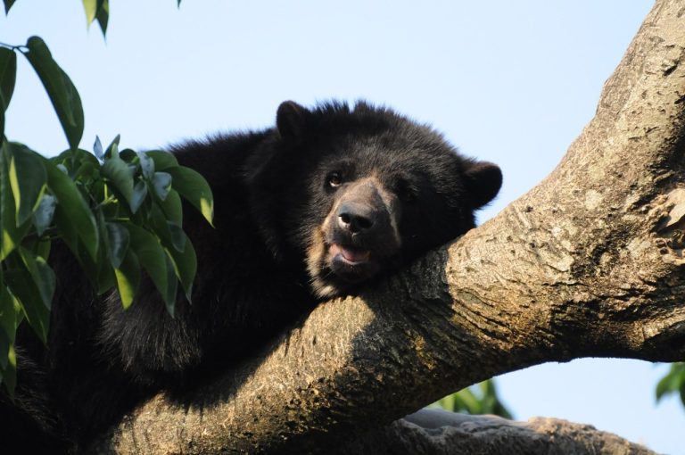 Una década protegiendo al oso andino