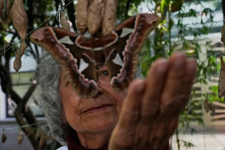 Una guardería de mariposas, el secreto de un museo de Ciudad de México