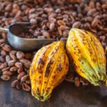 El cacao es progreso