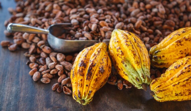 El cacao es progreso