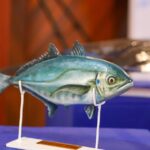 La pesca es desarrollo