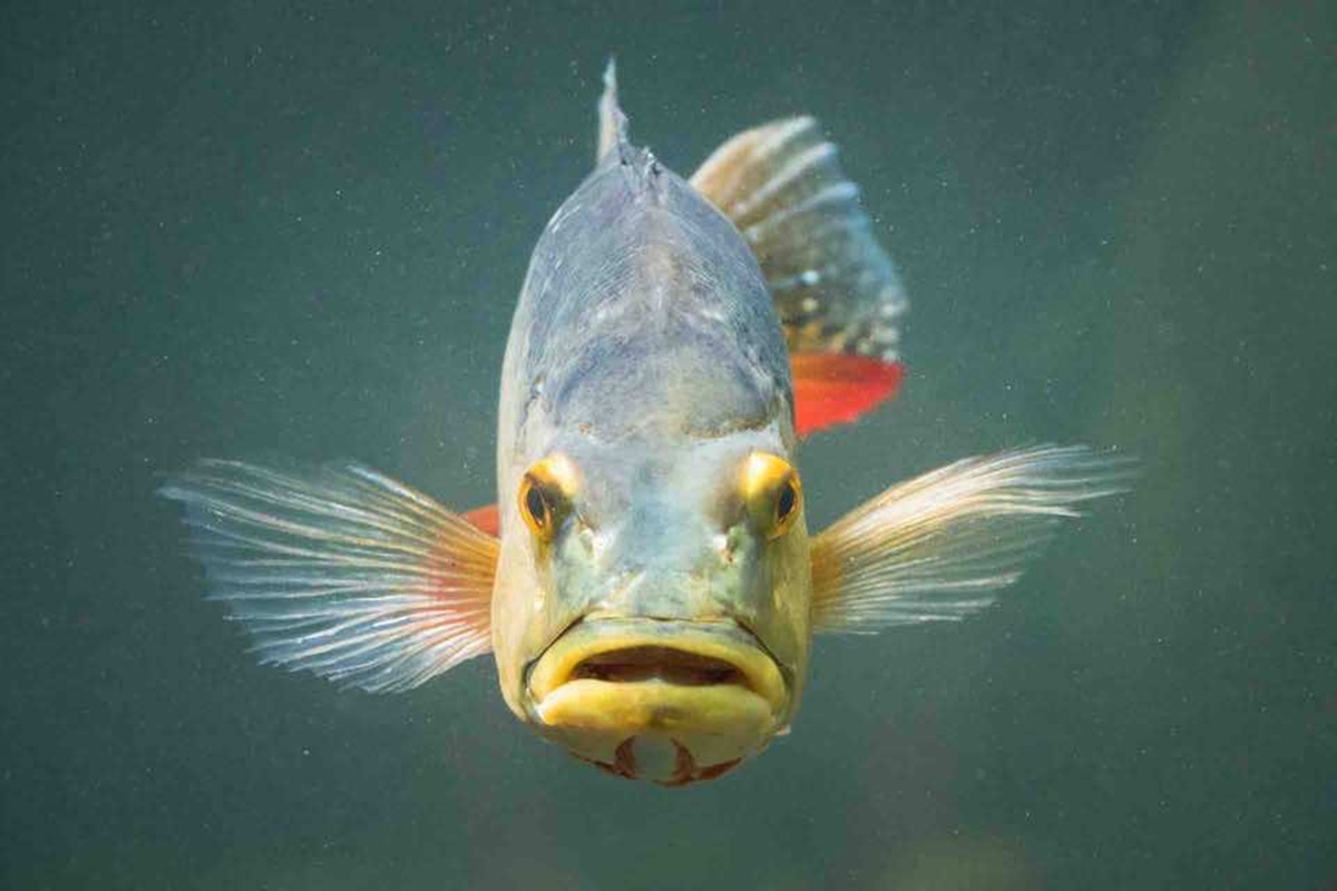 Especie del Amazonas