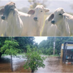 Sin muertes de animales por El Niño