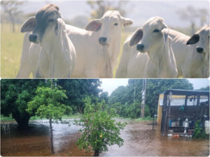 Sin muertes de animales por El Niño