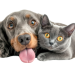 Mascotas alertas