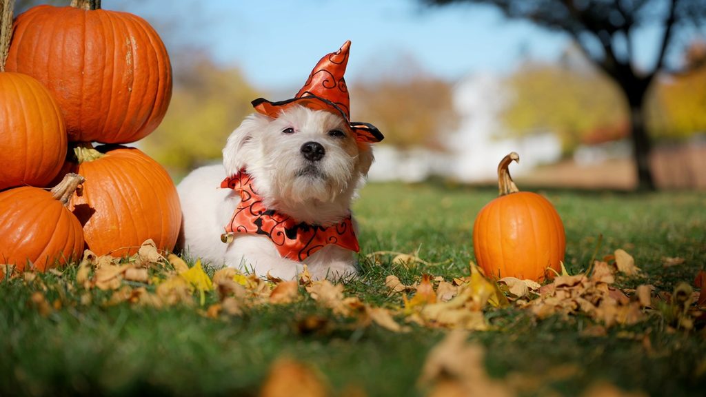 Halloween: Riesgos digestivos que pueden poner en alerta a los dueños de mascotas